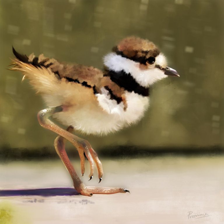 Killdeer Chick
